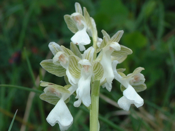 Orchis xcolemanii (ibrido: O. mascula x O. pauciflora)